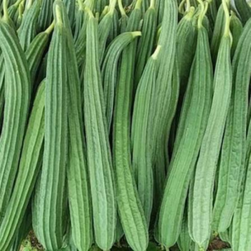 Ridge gourd